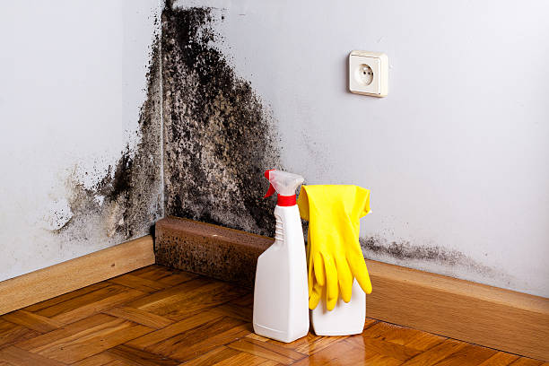 Best Home Mold Removal  in South Elgin, IL